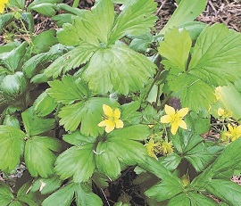 Barren Strawberry / Geum fragarioides