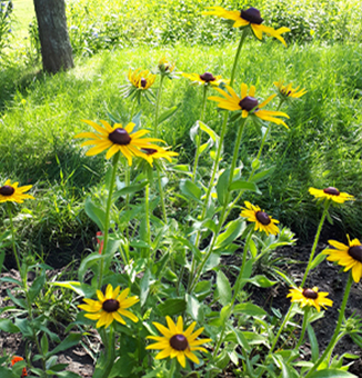 Black-eyed Susan / Rudbeckia hirta