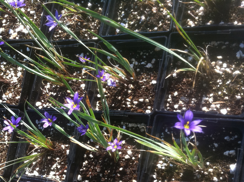 Blue-eyed Grass / Sisyrinchium montanum