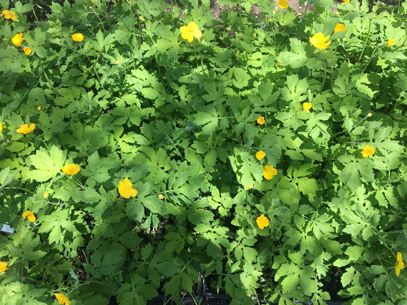Wood Poppy / Stylophorum diphyllum