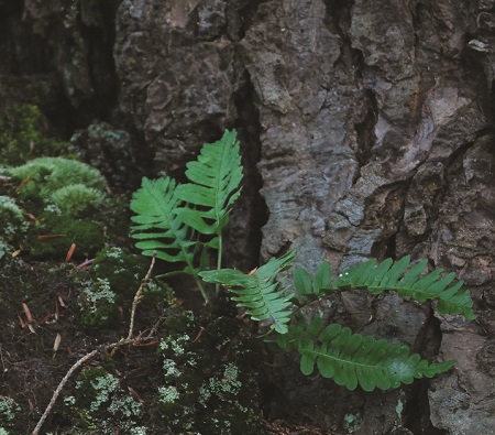 Christmas Fern / Polystichum acrostichoides