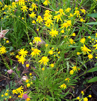 Balsam Ragwort / Packera paupercula
