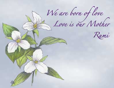 Native Plants in Claremont - Gift Certificates